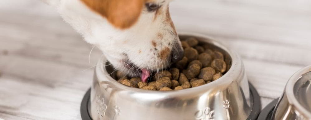 dogs-digest-food-1
