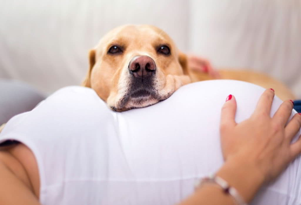 Can Dogs Sense Human Pregnancy?
