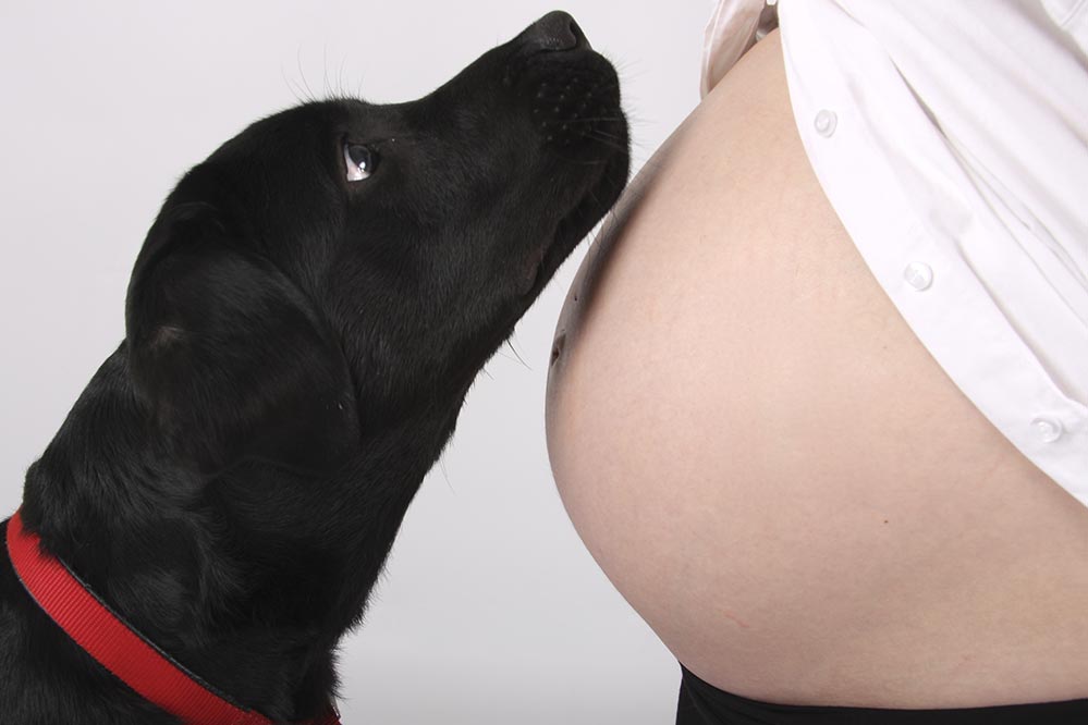 dogs-sense-human-pregnancy-3