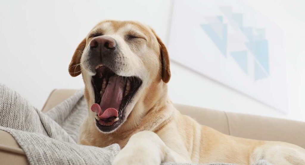 dogs-yawn-1
