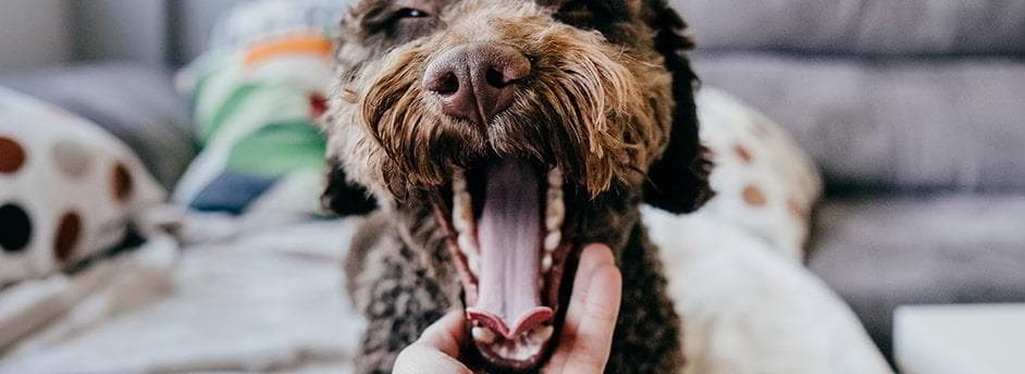 What Your Dog’s Yawn Really Means