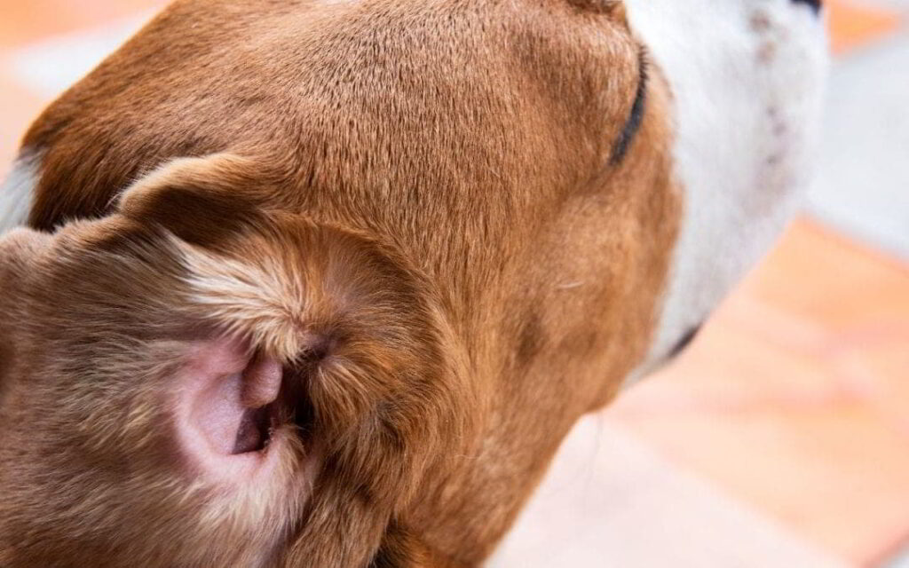 ear-infections-in-dogs-3