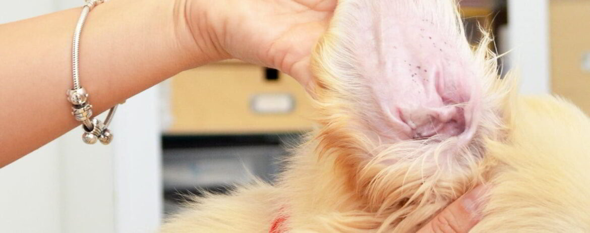 Ear Mites in Puppies and Dogs