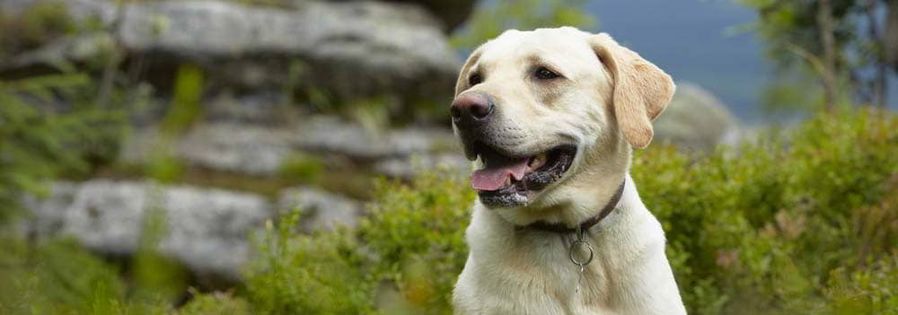 English Labrador: Dog Breed Profile