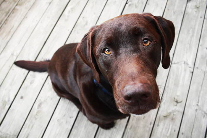 english-labrador-3