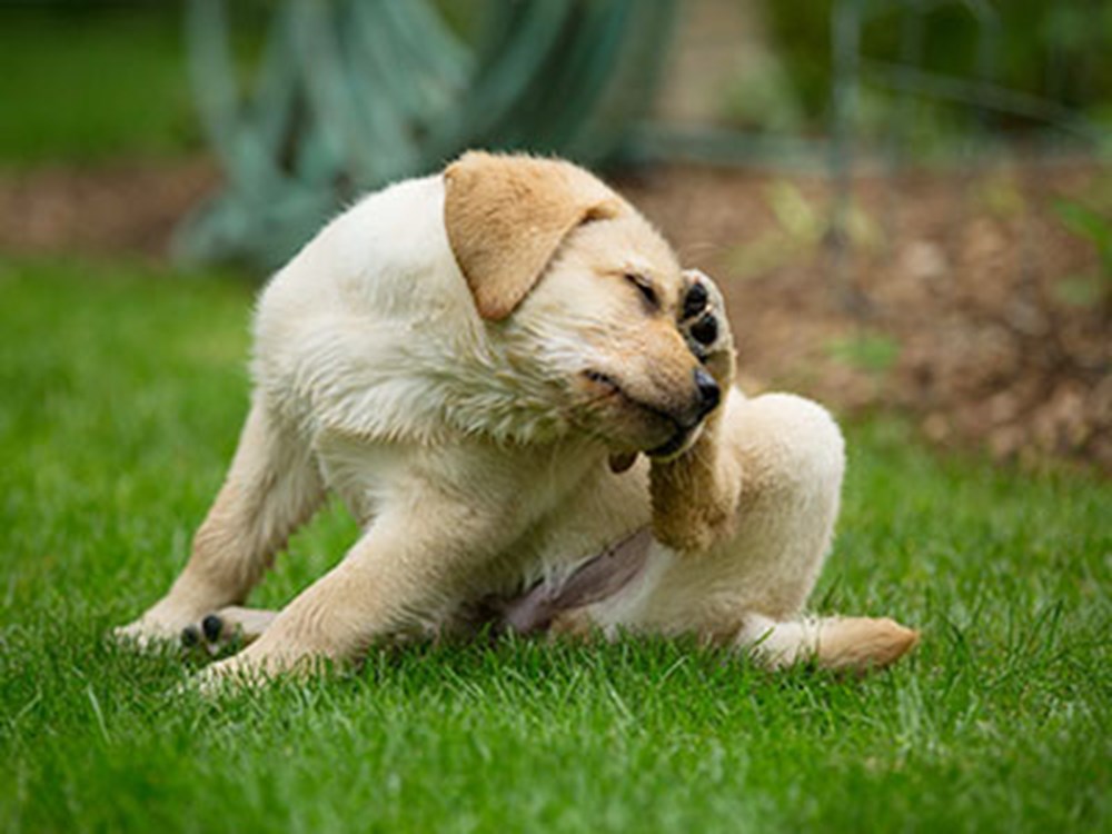 fleas-in-puppies-and-dogs-1
