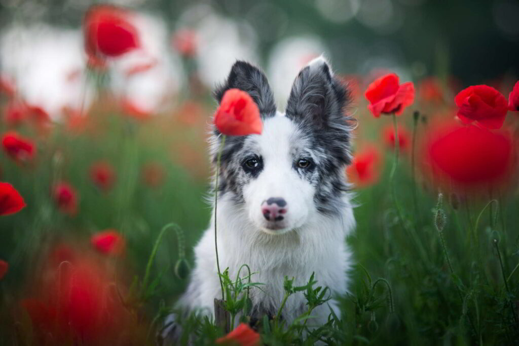 flower-dog-names-1
