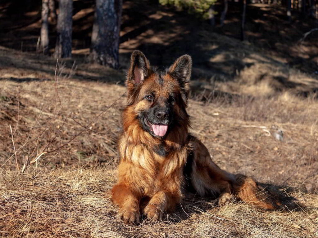 german-shepherds-11