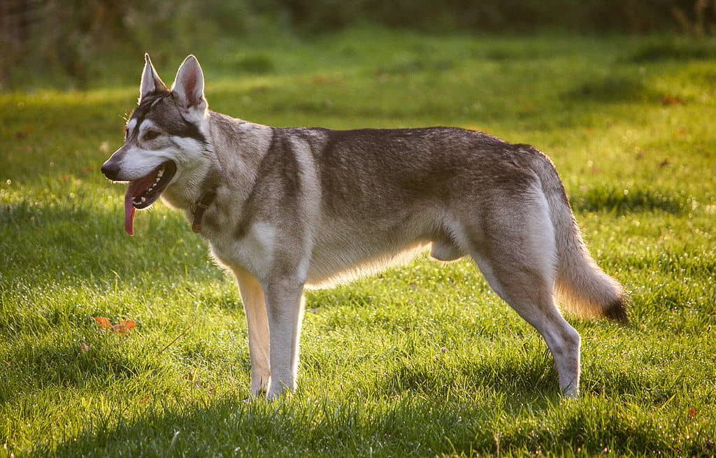 german-shepherds-13