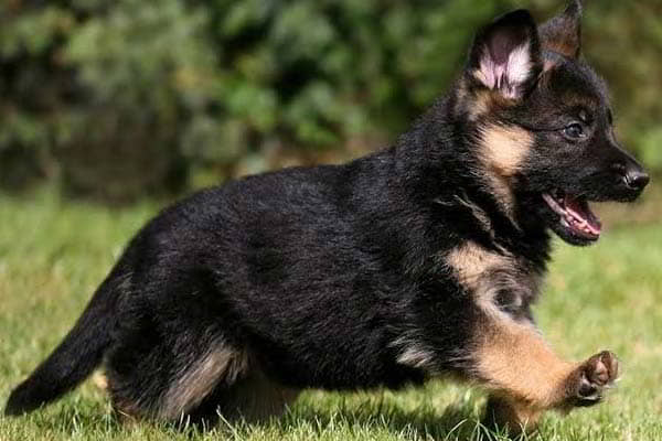 german-shepherds-7