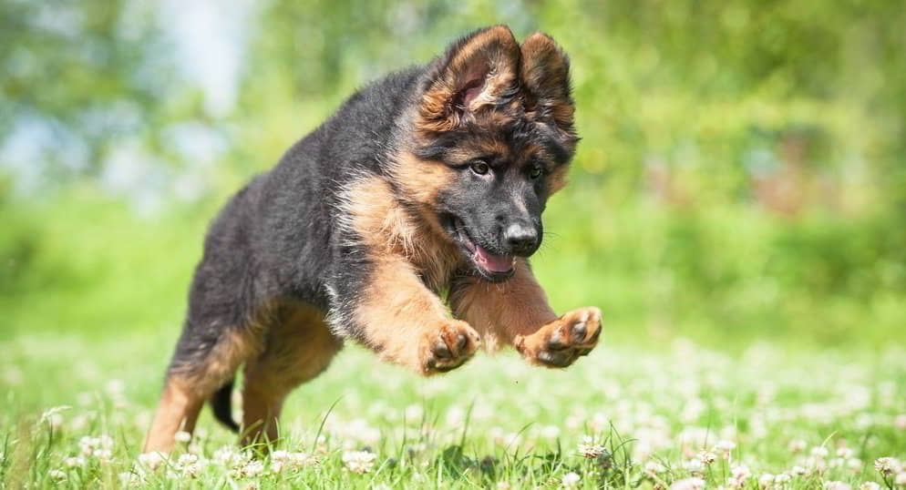 15 Dogs That Look Like German Shepherds