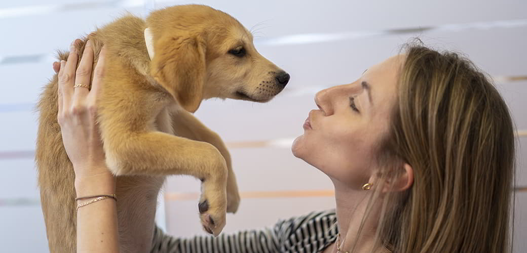 Twelve Golden Rules of Dog Ownership