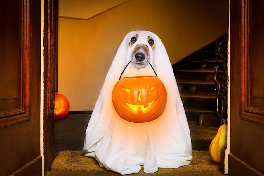 best-cute-dog-halloween-costumes