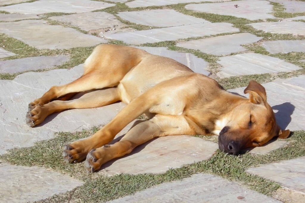 heatstroke-symptoms-in-puppies-3