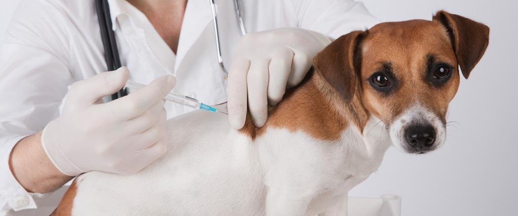 Kennel Cough in Puppies