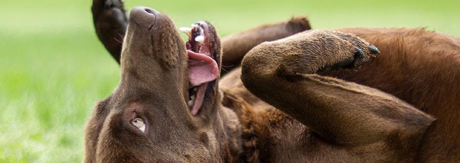 Is your Labrador Retriever “Hyper” or just Energetic?