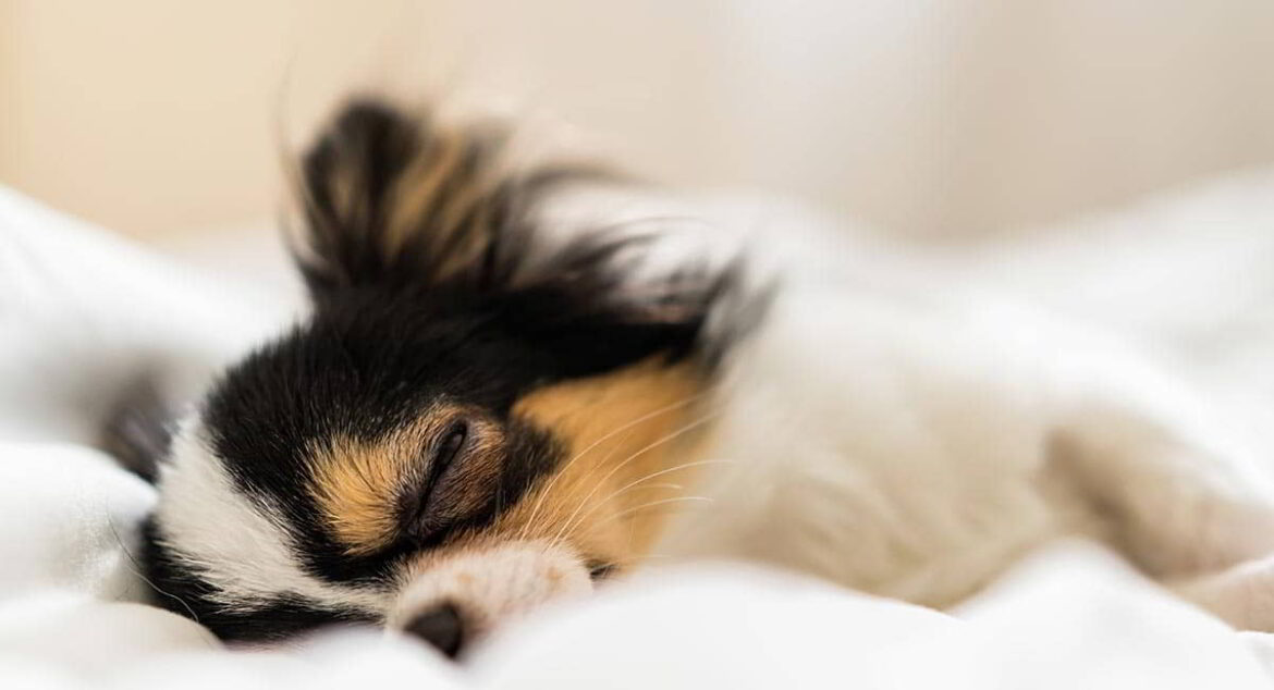 12 Best Low-Energy Small Dogs