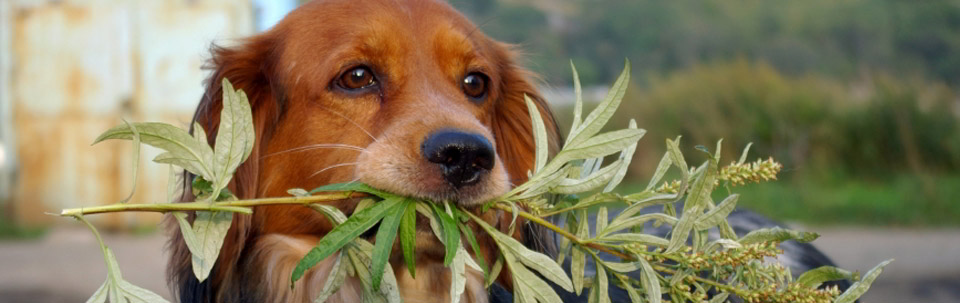 Poisonous Plants for Puppies