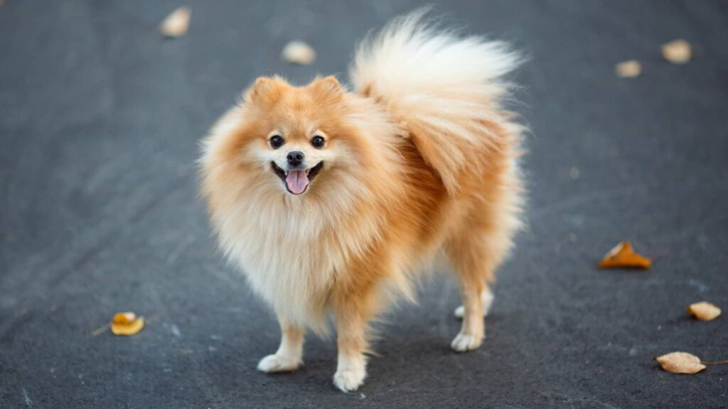 pomeranian-2