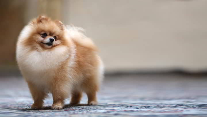 Pomeranian (Pom): Dog Breed Profile