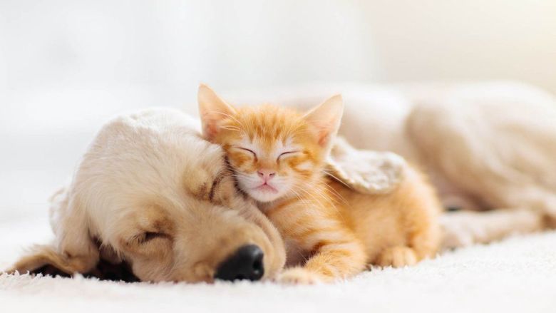 Proof That Puppies and Kittens Are Better Together
