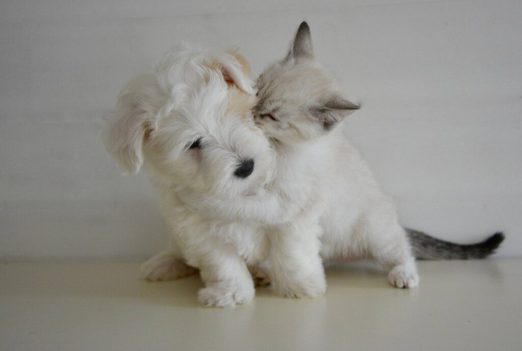 puppies-and-kittens-2