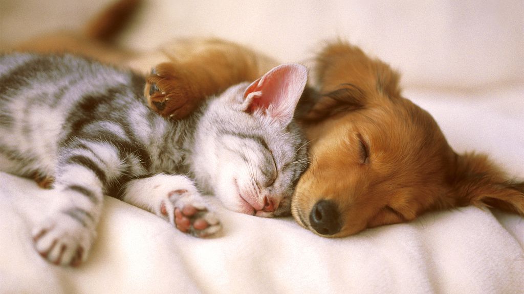 puppies-and-kittens