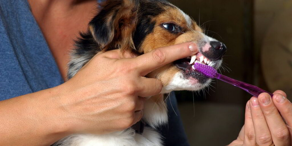 puppies-teeth