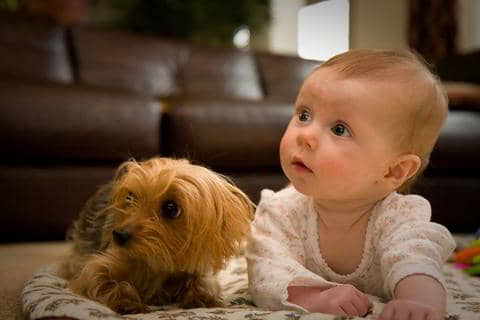 puppy-and-baby-3