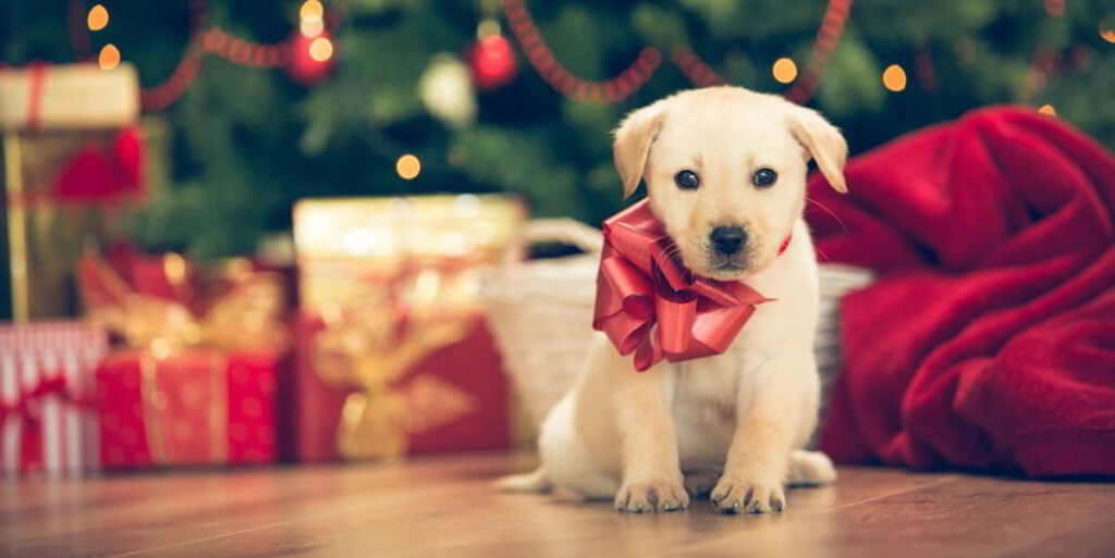 puppy-as-a-present