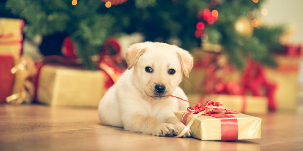 puppy-as-a-present-2