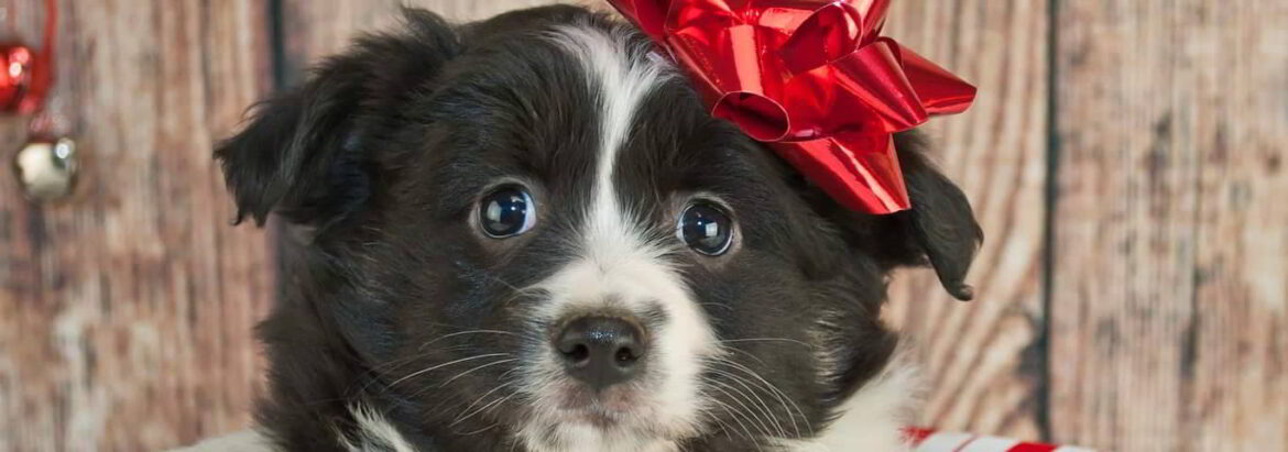 How to Give a Puppy as a Present