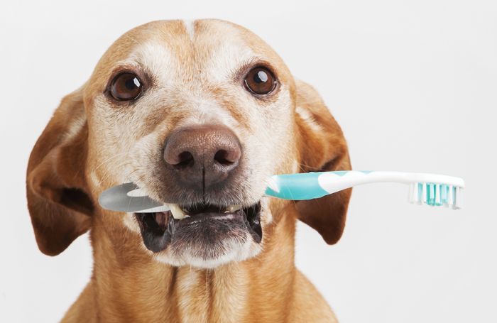 puppy-dental-care-1