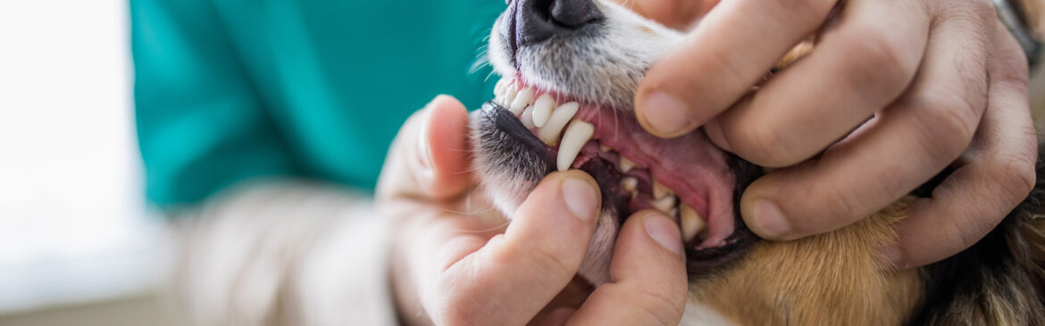 Puppy Dental Care