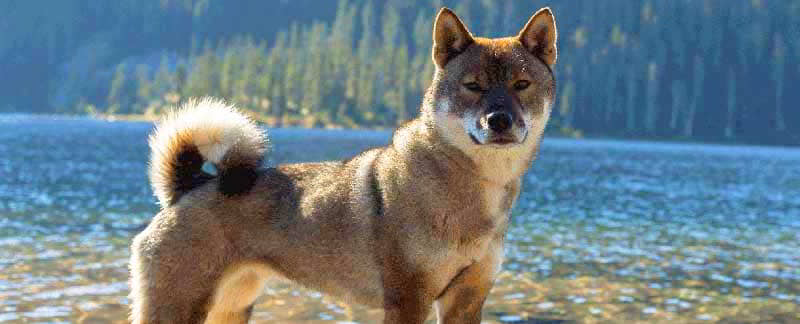 Shikoku: Dog Breed Profile
