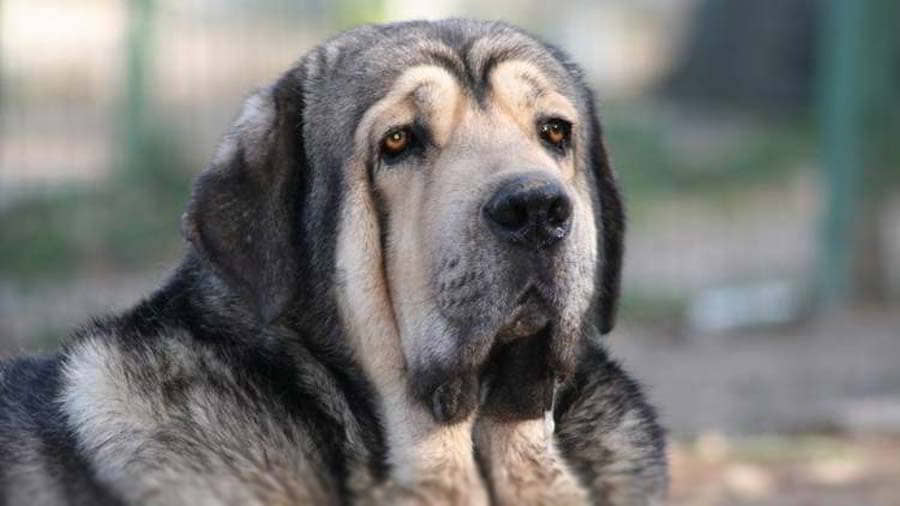 Spanish Mastiff (Mastín Español): Dog Breed Profile