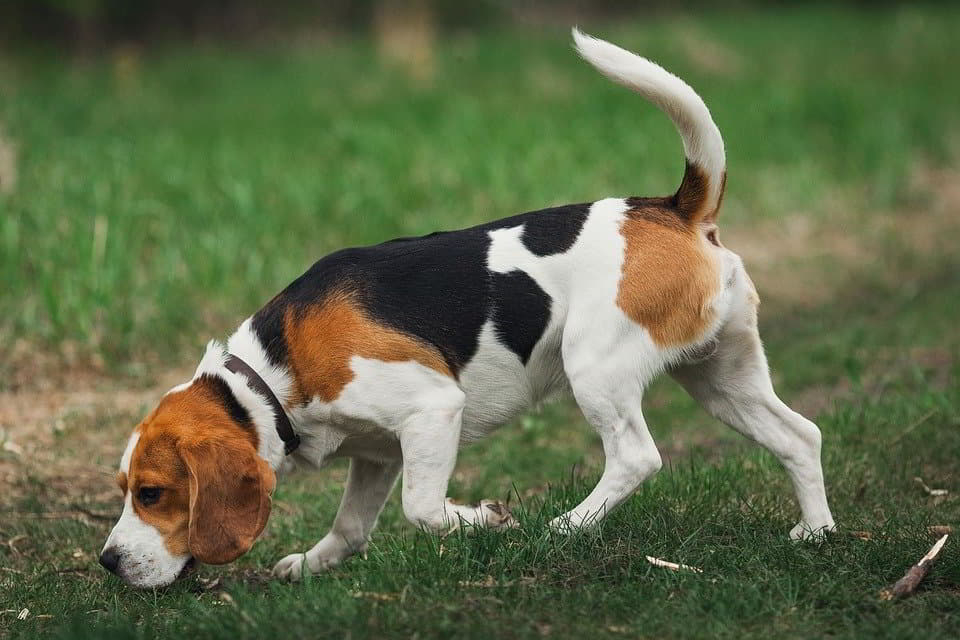 The Beagle As A Hunting Hound