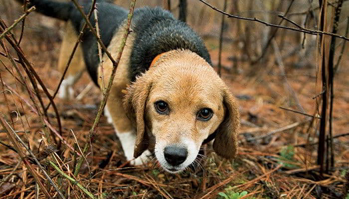 the-beagle