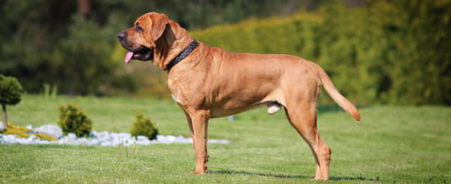 Tosa Inu: Dog Breed Profile