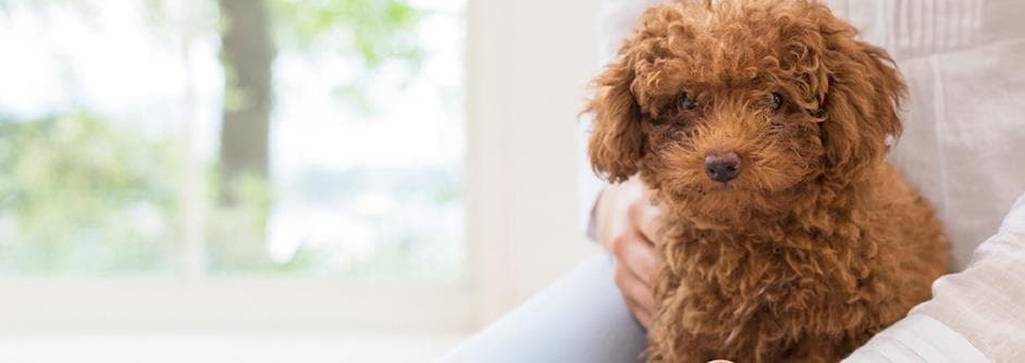 Facts Every Toy Poodle Owner Should Know