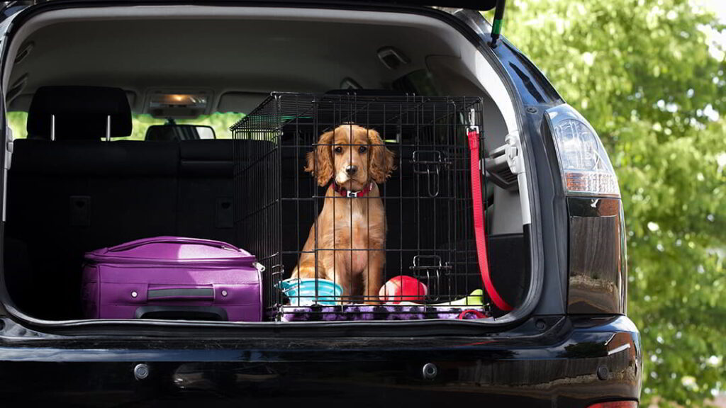 train-your-puppy-for-car-rides