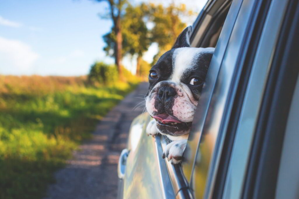 train-your-puppy-for-car-rides-2