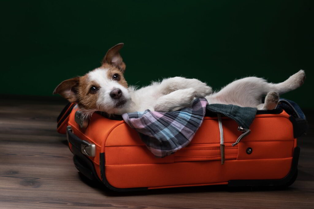 traveling-with-your-small-dog-2