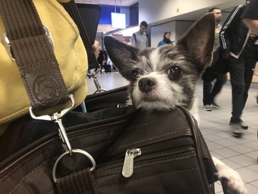 traveling-with-your-small-dog-3