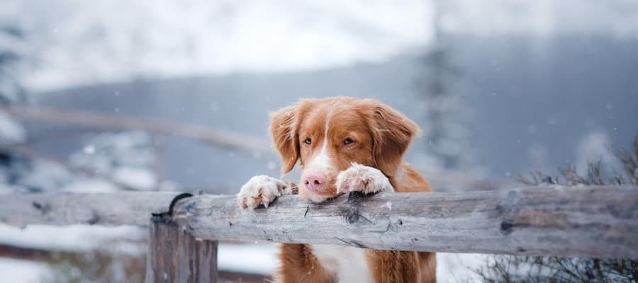 How to Recognize and Treat Hypothermia in Puppies