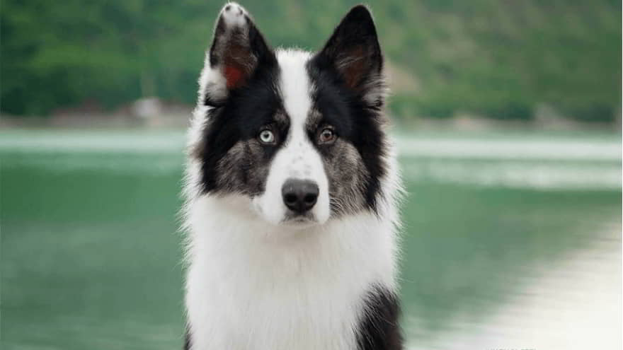 Yakutian Laika: Dog Breed Profile