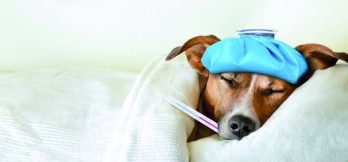 How to Take Your Puppy’s Temperature