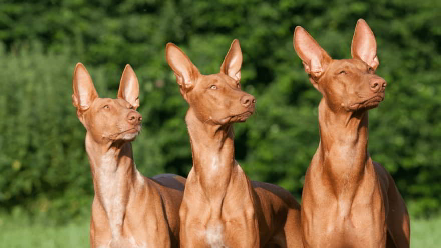 6 Ancient Dog Breeds That Originated in Egypt