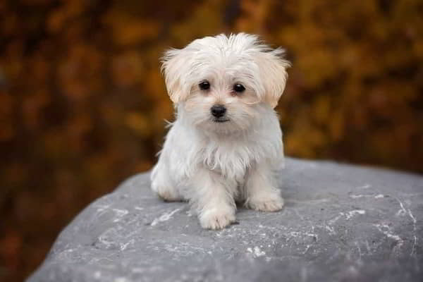 cutest-dog-10