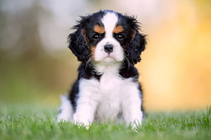 cutest-dog-22